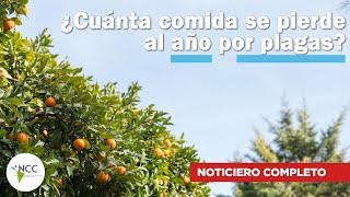 ¿Cuánta comida se pierde al año por plagas  706  11 al 17 de noviembre de 2024 [upl. by Poul]