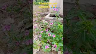 Beautiful flower plant vincasadabahar 🌺🌺 [upl. by Ahsinra]