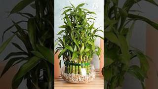 Beautiful Air Purifier Plants Grow In Water youtubeshorts indoorplants gardenplants summer [upl. by Dlorej]