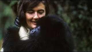 Ngayo amateka mutari mwaramenye kuri Dian Fossey Nyiramacibiri”History of Dian Fossey” [upl. by Demodena]