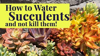 How to Water Succulents  Succulent Care Tips amp Tricks [upl. by Therron56]