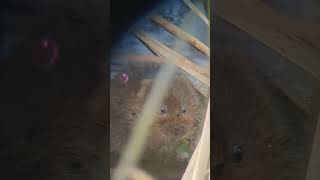 Lovely close view of a Water Vole feeding watervole vole conservation [upl. by Ahsoem321]