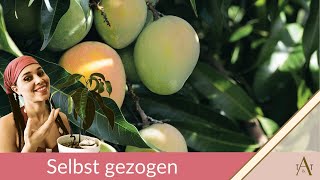 Mangobaum selbst ziehen aus Kern 😲😲🥭 [upl. by Thekla111]