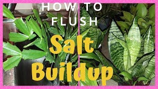 How To Get Rid Of Salt Build Up In Soil  Part 3  Spring Your Indoor Plants [upl. by Nauqaj]