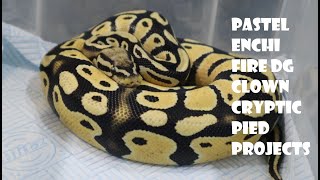 Pastel Fire Enchi Desert Ghost Clown Cryptic Pied Projects [upl. by Waldack]