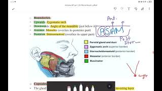 Parotid gland [upl. by Donica]