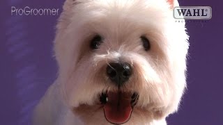 Grooming Guide  West Highland White Terrier Pet Trim  Pro Groomer [upl. by Obmar]