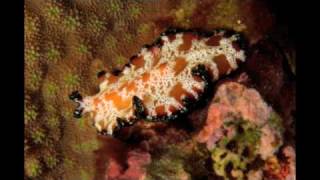 Nudibranchs of Papua New Guinea [upl. by Ttenna]