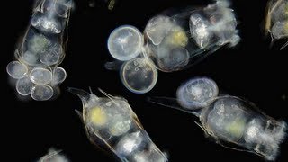 How to Culture Rotifers [upl. by Vharat]