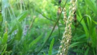 Minutina Plantago Coronopus  Bucks Horn Plantain  20120702 [upl. by Ayikur]