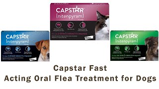 Capstar FastActing Oral Flea Treatment for Dogs  Pets Ben [upl. by Abert952]