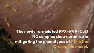 PPX–PVP–CuO NC treatment  Drosophila PD model [upl. by Haida667]