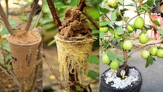 Air Layering Guava Mothers plant using River Sand  This is how to graft all fruits with sand easy [upl. by Alaecim]