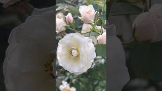 Beautiful roses 🌹  blooming roses  flowers  rose gardening nature [upl. by Hawker]