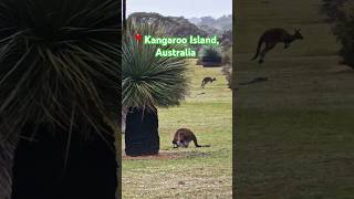 Kangaroo Hopping kangarooisland kangarooaustralia wildlife [upl. by Carrol257]