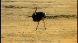 How fast does an Ostrich runmov [upl. by Bodrogi]