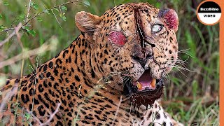 This Leopard Suffers Severe Injuries After Being Attacked By Baboons [upl. by Ayekehs581]