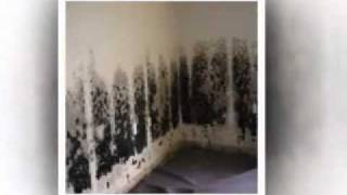 Mildew vs Mold How to Identify [upl. by Stig]