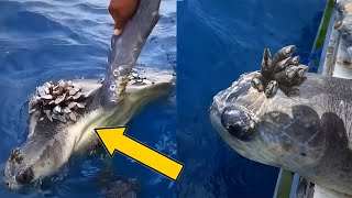 5 Peores Casos de PERCEBES en TORTUGAS MARINAS Parte 1 🐢 Rescate de Animales 29 [upl. by Brandise]