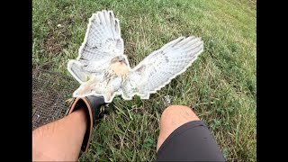 Falconry Trapping Season is OPEN  The Quest To Find a GIANT RedTailed Hawk [upl. by Alphonse11]