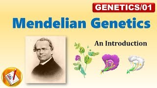 Mendelian Genetics P F1 and F2 Generation FLGenetics01 [upl. by Payton]