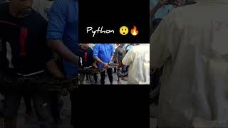 A giant python caught in amingaon 😲 shorts [upl. by Saxet301]