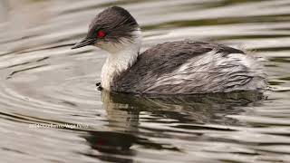 Zambullidor Plateado Podiceps occipitalis Silvery Grebe [upl. by Ellered]