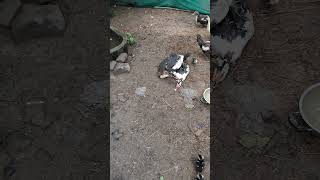 Muscovy Duck Funny Movement [upl. by Kcirdla]