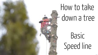 How we take down a tree 1  Tree removal using a basic speedline [upl. by Kam]