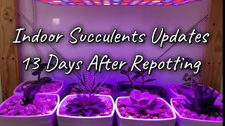 Indoor Succulents Updates  13 Days After Repotting Under Grow Light [upl. by Reggi]