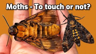 If your thinking of raising Death Head Moths WATCH THIS FIRST [upl. by Roland301]