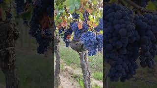 🍇🍷 viticultura enologia uvas viñedos viña vid vino wine harvest vendimia [upl. by Anayhd18]