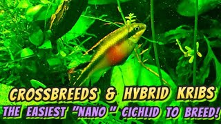 Kribensis The quotNanoquot Cichlids  Everything You Need to Know To Breed amp Care for Kribs [upl. by Laughton]