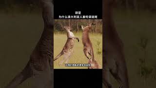 【每天一个新知识】袋鼠的另一面竟然如此恐怖？ 冷知识 科普 [upl. by Boaten]