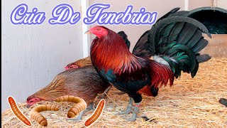 CRIA DEL TENEBRIO MOLLITORALIMENTACION EN GALLOS DE PELEA [upl. by Agace803]