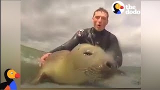 Seal Catches A Wave With Surfers  The Dodo [upl. by Ddat]