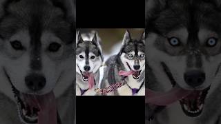 Serbian Husky dog  Husky dog  blue eyes Husky dogs foryou fyp puppy huskydog animals [upl. by Candis]