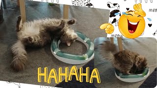 This CAT playing with his TOY is just TOO FUNNY HaHaHa [upl. by Rhyner]