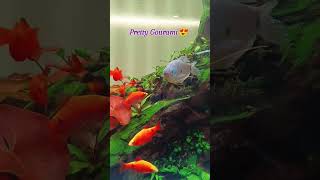 GORGEOUS Gourami Fish You Wont Believe Exist [upl. by Mathilda223]