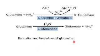 Transport of Ammonia  Glucose Alanine Cycle  NEET PG Biochemistry  Dr Amit Maheshwari [upl. by Eramal]