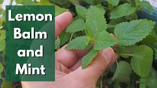 Tips for Growing Lemon Balm and Mint Care and Propagation [upl. by Cutcliffe895]