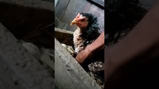 Babon bully Pama Kawe ayam indukayam jayapurapapua caraka87 [upl. by Llertnor692]