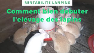 comment debuter lelevage des lapins [upl. by Ahsenrad]