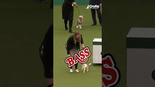 ROCK ON 🤘 Crufts 2024 now on sale [upl. by Yelsgnik376]