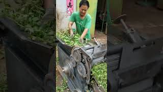 Herb cutting process Goodtools and machinery make work easy [upl. by Ajan]