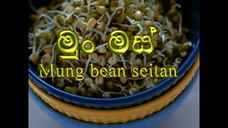 Mung Bean Seitan  මුං මස් [upl. by Eudosia]