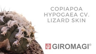 Copiapoa hypogaea cv Lizard Skin [upl. by Stillas]