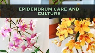 Epidendrum Orchids  Care amp Culture [upl. by Leay884]