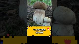 11 Vrganja u nizu  BOLETE [upl. by Stringer]