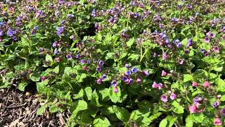 Gevlekt longkruid  Pulmonaria officinalis  Planten van hier  NL Bloeit [upl. by Yseult]